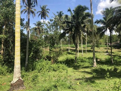 bacolod land area|Bacolod, Lanao del Norte .